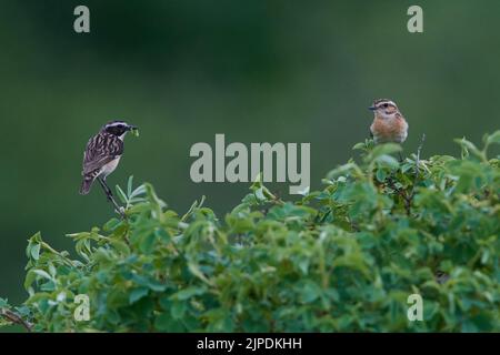 alimentazione, stonechat, alimentazione, alimentazione, stonechat Foto Stock