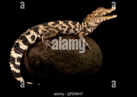 Cuvier del caimano nana (Paleosuchus palpebrosus) Foto Stock