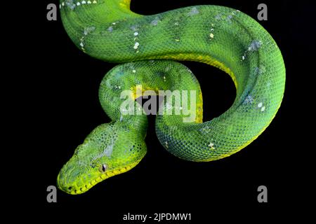 Verde albero boa (Corallus caninus) Foto Stock