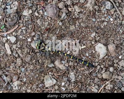 Libellula ad anello d'oro, Cordulegaster boltonii, a riposo sul terreno in un giardino britannico Foto Stock