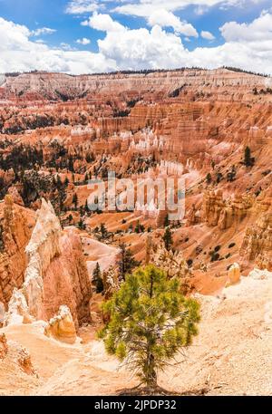 Le formazioni rocciose di Hoodoos al Bryce Canyon National Park, nello Utah sudoccidentale, Stati Uniti Foto Stock