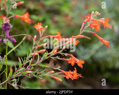Tubulare rosso fine estate a fiori autunnali del duro sub-arbusto alpino, Zauschneria californica 'Dublino' Foto Stock