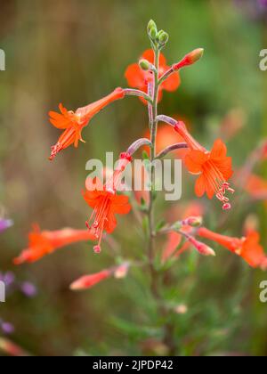 Tubulare rosso fine estate a fiori autunnali del duro sub-arbusto alpino, Zauschneria californica 'Dublino' Foto Stock