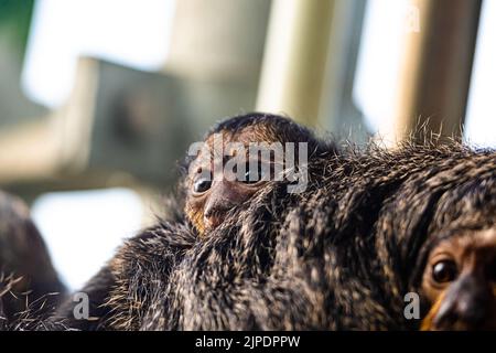 Primo piano White-Faced/Guianan Saki Monkey femmina (Pitecia Pithecia), primo piano sguardo all'animale femminile con bambino piccolo sulla schiena. Piccolo ritratto di scimmia Foto Stock