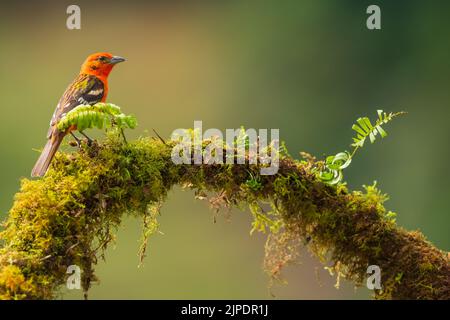 Un maschio fiammiera colorata arroccato su un ramo , selvaggio , Costa Rica Foto Stock