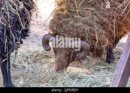 Pecora Ouessant nera (Ewe) sta mangiando il fieno. Ouessant pecora è una delle pecore più piccole del mondo, molto spesso tenuto come l'animale domestico di famiglia. Foto Stock