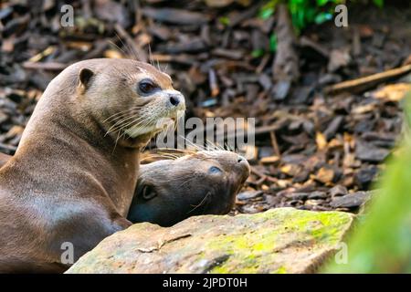 Lontra gigante o lontra gigante del fiume, Pteronura brasiliensis, particolare della testa animale vicino alla grande pietra. Vivere in acqua. Foto Stock