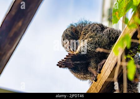 White-Faced Saki, (Pithecia Pithecia), piccola scimmia è seduta sul muro di legno e guarda alle sue mani. Foto Stock