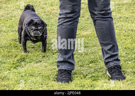 pug, cammina il cane, pugs, cammina i cani Foto Stock