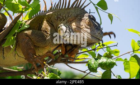 Grande Iguana prendere il sole nel cortile della Chiesa di Filadelfia, Guanacaste, Costa Rica Foto Stock