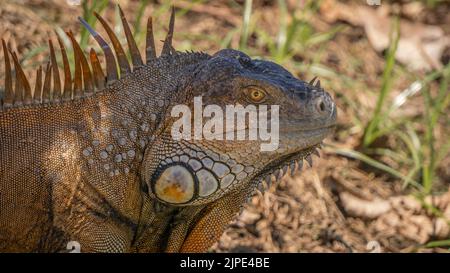 Grande Iguana prendere il sole nel cortile della Chiesa di Filadelfia, Guanacaste, Costa Rica Foto Stock