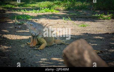 Grande Iguana prendere il sole nel cortile della Chiesa di Filadelfia, Guanacaste, Costa Rica Foto Stock