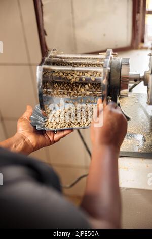 Le mani femminili tengono il recipiente e versano i chicchi di caffè per la cernita Foto Stock