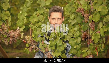 vendemmiatrice in foglie di uva e vite, raccolta Foto Stock