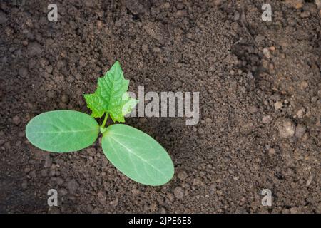 giovane pianta di luffa con terreno, anche conosciuto come gourd rigato o okra cinese, germogli vegetali sani o germogli presi direttamente dall'alto con spazio Foto Stock