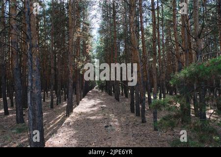 Pineta piantata in file rettilinee, paesaggio forestale Foto Stock