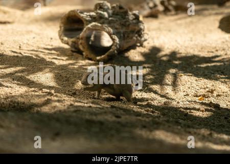 cuccia per cani prairie su un pavimento marrone Foto Stock