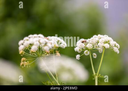 Un primo piano di fiori di acqua-dropwort del hemlock nello sfondo sfocato Foto Stock