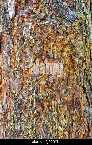 Pece piangente, Pino Bark Beetle infestation 'Dendroctonus ponderosae', Pino Ponderosa 'Pinus ponderosa'. Foto Stock