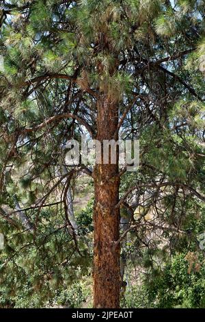 Pece piangente, Pino Bark Beetle infestation 'Dendroctonus ponderosae' , Pino Ponderosa 'Pinus ponderosa'. Foto Stock