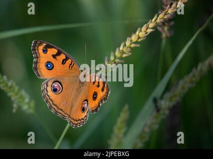 Farfalla Peacock Pansy che riposa su un ramo in giardino Foto Stock