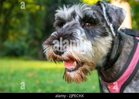 Piccolo ritratto felice Zwergschnauzer su un prato verde in estate o primavera. Caccia, cani di guardia razza. Doggy Walking all'aperto. Canino Foto Stock