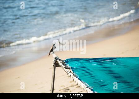 Uccello SOCO in piedi sulla barca da pesca in attesa di cibo. Salvador, Bahia, Brasile. Foto Stock