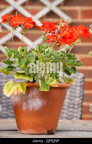 Primo piano di un bel giglio di cannone giallo, colpo indiano (canna indica) in fioritura all'inizio dell'estate Foto Stock