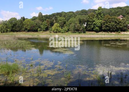 Dégradation écologique. Les étangs de Corot. Ville d'Avray. Haut-de-Seine. Ile-de-France. Francia. Europa. Foto Stock