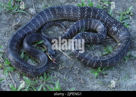 Immagini a corpo intero di Wall's Krait (Bungarus walli). Foto Stock