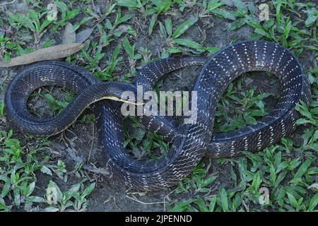 Immagini a corpo intero di Wall's Krait (Bungarus walli). Foto Stock