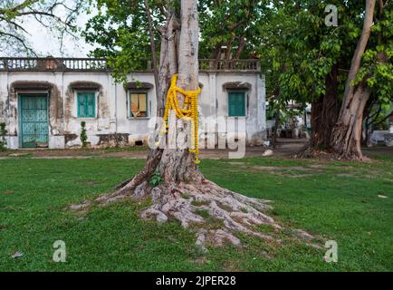 BANGKOK, THAILANDIA. 1 aprile 2016. Distretto di Phra Nakhon. Vecchio albero e fiori sacri nel Mahakan Fort Park Foto Stock