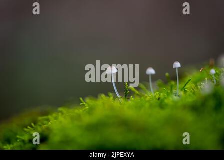 Tronchi di alberi caduti giacendo sul terreno coperto da una fitta vista ravvicinata del muschio verde. Foto Stock