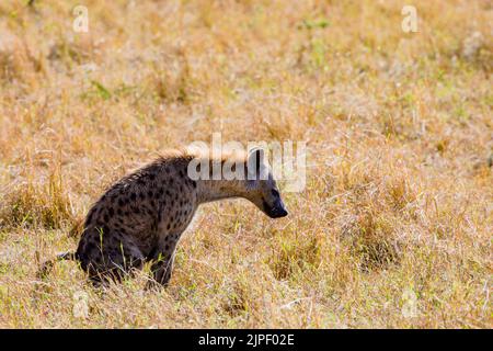 Le iene o iene sono mammiferi carnivori feliformi appartenenti alla famiglia degli Hyaenidae. Con solo quattro specie esistenti, è la quinta famiglia più piccola in Foto Stock