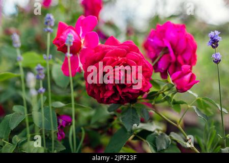 Primo piano della rosa cremisi William Shakespeare fiorisce in giardino dalla lavanda. Fiore magenta tagliato a cubetti. Gruppo di fiori freschi Foto Stock