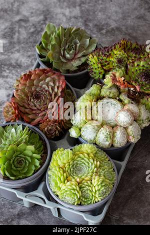 Piante Sempervivum, diverse varietà, in vasi di plastica e vassoio su sfondo di pietra scura Foto Stock