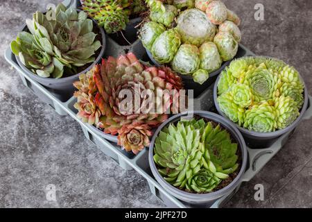 Piante Sempervivum, diverse varietà, in vasi di plastica e vassoio su sfondo di pietra scura Foto Stock