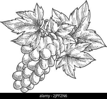 Mazzetto di uva rosa isolato bacche rosse mature. Vector muscat o uve cardinal, bacche a grappolo Illustrazione Vettoriale