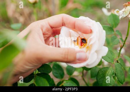 Scarabeo europeo di rosa seduto in fiore bianco. Giardiniere che controlla le fioriture che cercano gli insetti all'interno. Primo piano. Insetti che danneggiano il fiore Foto Stock