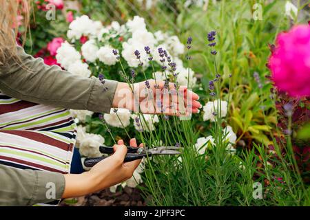 Fiori di lavanda da taglio nel giardino estivo. Potatura di cespugli di lavanda con i secateurs. Donna che raccoglie erbe biologiche Foto Stock