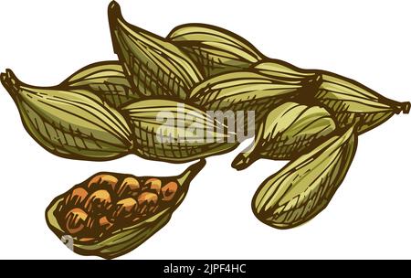 Semi di cardamomo isolato condimento schizzo culinario. Spezie aromatiche vettoriali, grani di cardamomo in baccelli. Cialde a mandrini di Cardamum, Elettraria e Amomum con semi neri o marroni, condimento in cucina Illustrazione Vettoriale