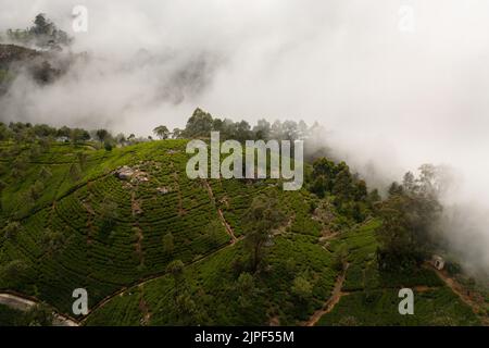 Vista dall'alto delle piantagioni di tè sulle colline coperte di nebbia e nuvole nelle montagne dello Sri Lanka. Lipton's Seat. Foto Stock
