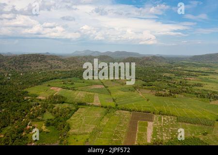 Terreno agricolo con piantagioni verdi nella zona rurale. Sri Lanka. Foto Stock