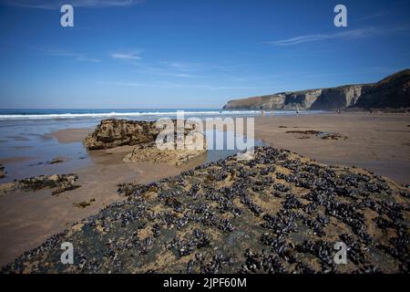 Trbarcon Strand Beach con la bassa marea. Cornovaglia, Inghilterra Foto Stock