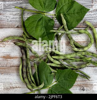 Struttura riempita di fagioli verdi di rattlesnake appena raccolti su legno bianco rustico Foto Stock