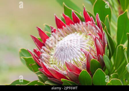 Primo piano di Re protea, Protea cynaroides nel giardino delle Hawaii Foto Stock