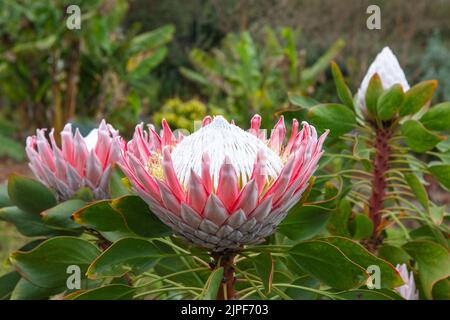 Primo piano del Re protea, i cynaroides Protea stanno fiorendo nel giardino delle Hawaii Foto Stock
