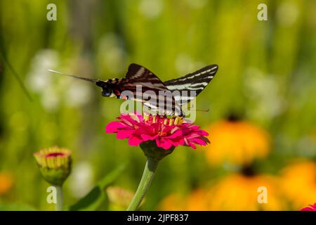 Zebra Swallowtail (Graphium marcellus) che si nutrono con un fiore rosso di zinnia (Zinnia sp.) Foto Stock