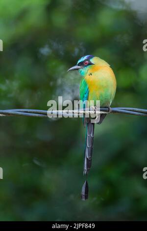 Motmot a corona blu (Momotus momota) seduto su un filo intrecciato Foto Stock