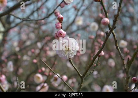 fiori di prugna rosa chiaro con germogli sul ramo nel giardino Foto Stock